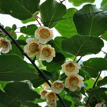 Vineyard Na Hribu * Dvor