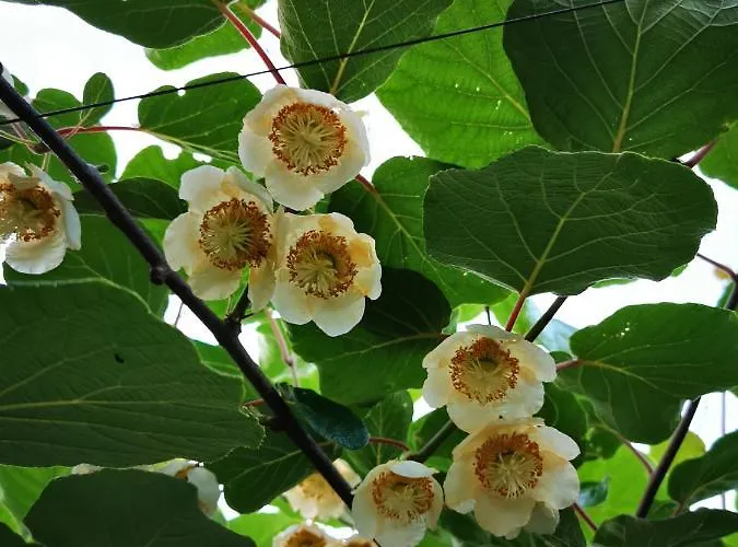 Vineyard Na Hribu * Dvor